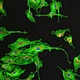 Fluorescent Binocular Biological Microscope