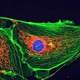 Fluorescent Binocular Biological Microscope